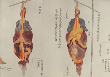 Lungerne fra dissektionen af et torturoffer fra 1796, fra en makimono fra en Midori-læge, 1842 (pen & blæk og wc på papir)