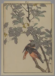 To fugle med hvide blomster, Meiji-perioden, 1892 (træblok i farver)