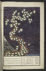 Eller. 15932, f. 72r, Slægtskort i form af et træ af Javas herskere, fra Adam til Pakuwana IV (af Surakarta) og Mataram IV (Hamengkubuwana IV af Yogykarta), i et javanesisk manuskript, Papakem Pawukon