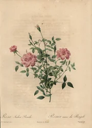 Pink miniature Kina rose, Rosa chinensis.