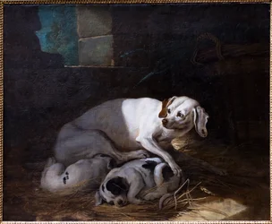 Hund ammer sin unge