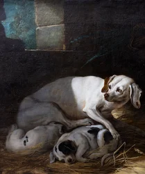 Hund ammer sin unge