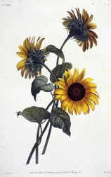Tournol blomster eller sole. Botanisk tallerken taget fra ""Samling af blomster og frugter malet fra naturen"" af Jean Louis Prevost