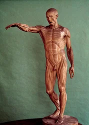 Menneskets anatomi. Ecorche af Jean Antoine Houdon (1741-1828)