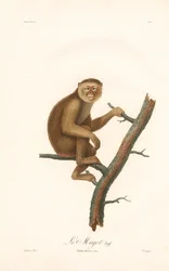 Berberabe (Simia inuus)
