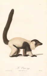 Sort-hvid kravelemur (Lemur macaco)