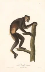 Sort indri (Indri Niger)