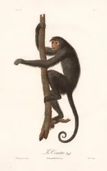 Sort edderkoppeabe (Simia paniscus)