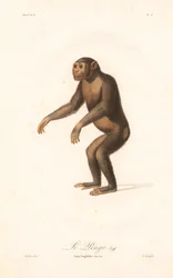 Chimpanse (Simia troglodytes)
