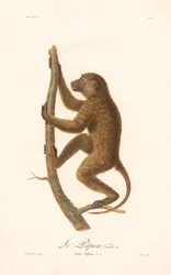Klatrende guineabavian (Simia Sphinx, Variety a)