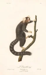 Almindelig silkeabe (Simia jacchus)