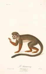 Almindelig egernabe (Simia sciurea)