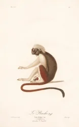 Tamarin med bomuldstop (Simia Oedipus)