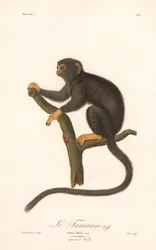 Tamarin med gyldne hænder (Simia Midas)
