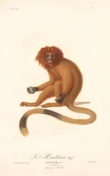Gylden løve-tamarin (Simia Rosalia)