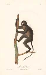 Stor pletnæseabe (Simia nictitans)