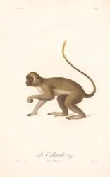 Grøn abe (Simia Sabaea)