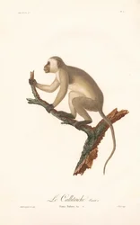 Grøn abe (Simia Sabaea, variant A)