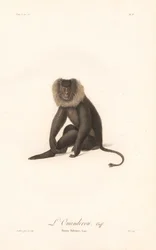 Løvehaleabe (Simia Silenus)