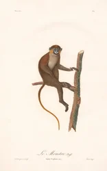 Abe med moustache (Simia cephus)