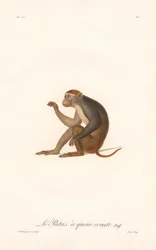 Patas-aben (Simia Patas)