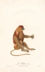 Næseabe (Simia nazica)