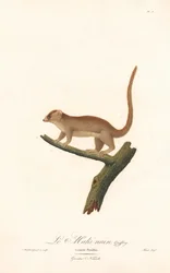 Dværgmus-lemur (Lemur pusillus)