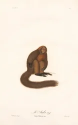 Rød brøleabe (Simia pithecia)