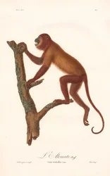 Rød brøleabe (Simia seniculus)