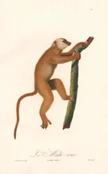 Rød lemur (Lemur rufus)