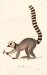 Kattalemur (Lemur catta)