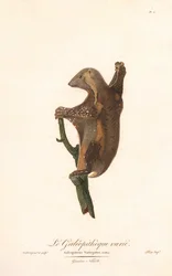 Plettet flyvende lemur (Galeopithecus variegatus)