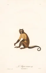 Tufted Capuchin (Simia fatuellus)