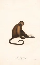 Tufted Capuchin-abe (Simia apella)
