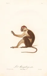 Variant af Grivet-aben (Simia aethiops v.a.)
