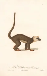 Hvidbrynet lemur (Lemur albifrons)