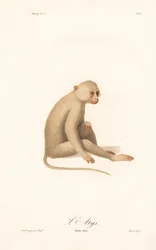 Hvidhåndet gibbon (Simia alys)