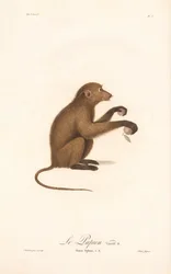 Ung guineabavian (Simia Sphinx, variant b)