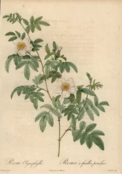 Hvid rose, Rosa clynophylla.