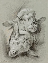 Studie af to får, 1768 (kridt og vask på papir)