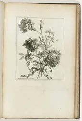 Bundet buket Les Petits Bouquets (serietitel)