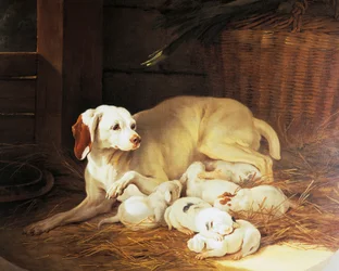 Tæve ammende hvalpe, detalje fra Lise et ses petits, af Jean-Baptiste Oudry (1686-1755), Frankrig