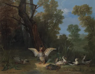 Ænder hviler i solskin, 1753.
