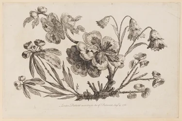 Blomstergrene, fra "Collection of Chinese Flowers"