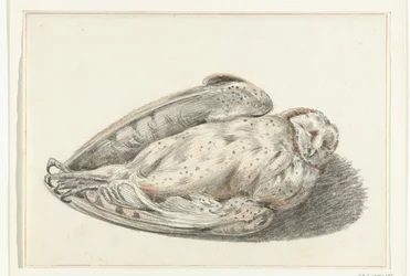 død ugle