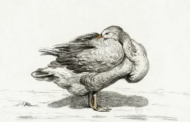 Gås (1816)