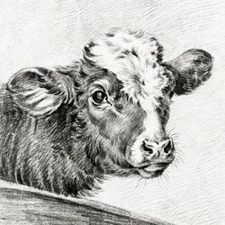 Kohoved