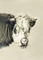 Kohoved med en ring i næsen (1820)