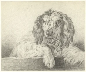 Hund