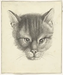 Kattehoved, forfra